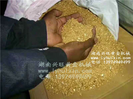 黄金丰收 (4)