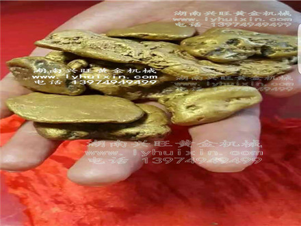 黄金丰收 (5)